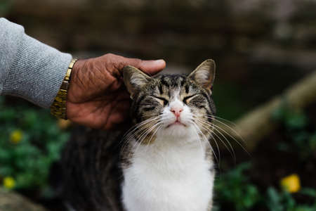 An old man's hand with a watch stroking a cat in the street.の写真素材