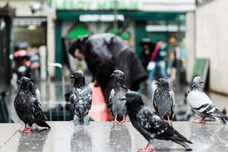 Selective focus on a group of pigeons waiting to be fed by a man in a square.の写真素材