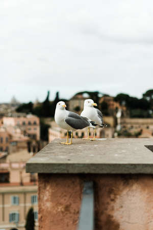 Vertical photo of two seagulls leaning against a city wall.の写真素材
