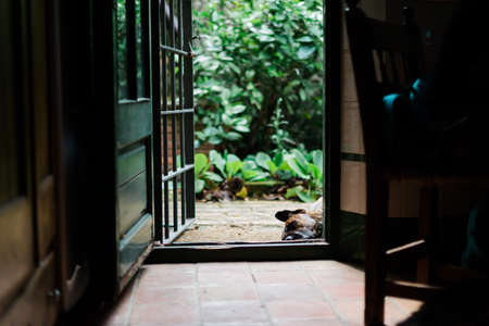 Dog sleeping on the edge of a garden gate of a house with the door open