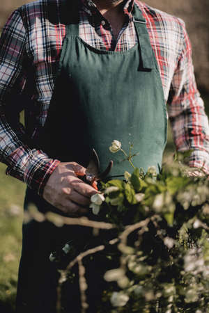 Gardener cutting branches from a bunch of wildflowers in the middle of a field.の写真素材