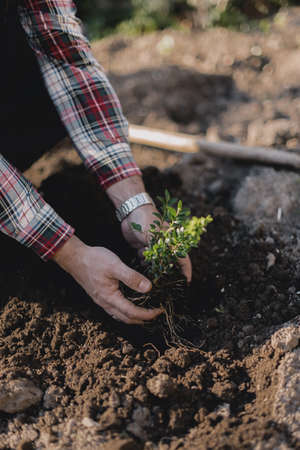 Vertical photo of a gardener planting a bush in the groundの写真素材