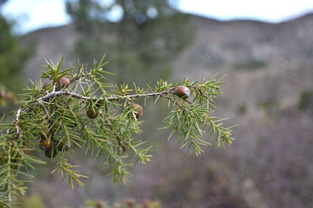 Juniper branch with hanging fruits. Cloudy day. Cloudy day in Peroblasco, La Rioja, Spain.