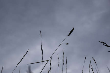 Wild oat sprouts backlit under dark clouded sky.