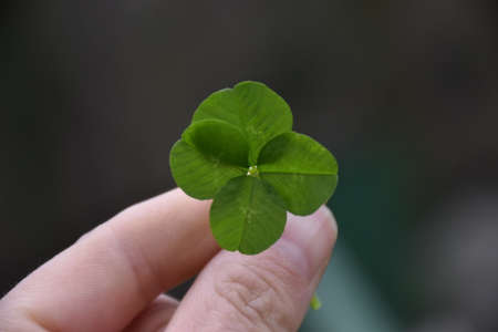 Four eaf clover held by one hand.