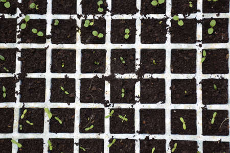 Seedbed with compost and small flower buds (chrysanthemum, gerbera and petunia).