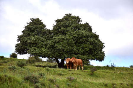 Postcard landscape with two cows and a huge oak tree in the background under cloudy blue sky.の写真素材