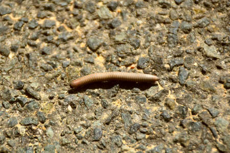 Specimen of centipede or wireworm (Ommatoiulus rutilans) on asphalt.