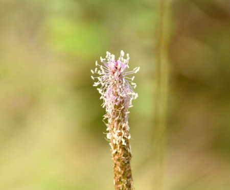 Detail of plantain flower (Plantago major) in terraced grass field.の写真素材