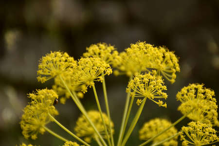 Yellow flowers of Thapsia villosa, the root is a very strong (toxic) purgative.