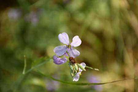 Moricandia arvensis flower next to cultivation and stone path.