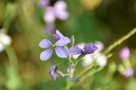 Moricandia arvensis flower in green grass meadow.