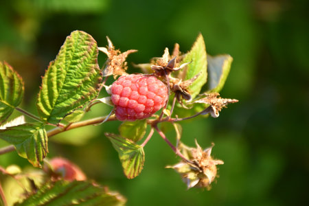 Ripe raspberry on the plant about to be picked and eaten.の写真素材
