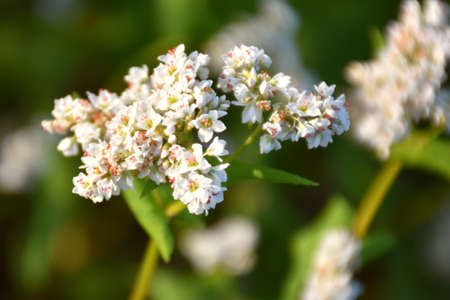 White flowers of buckwheat (Fagopyrum esculentum) in experimental culture.の写真素材