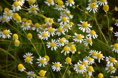 Colorful terrace of daisies (Chamaemelum nobile).の写真素材