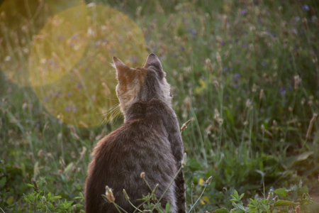 Tabby and wild cat on his back looking at the sun at sunset.の写真素材