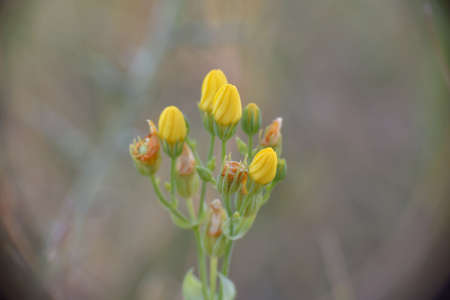 Blackstonia perfoliata plant in bloom with closed buds at sunset.の写真素材