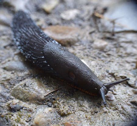 Slug on dirt and stone road wet after rain.の写真素材