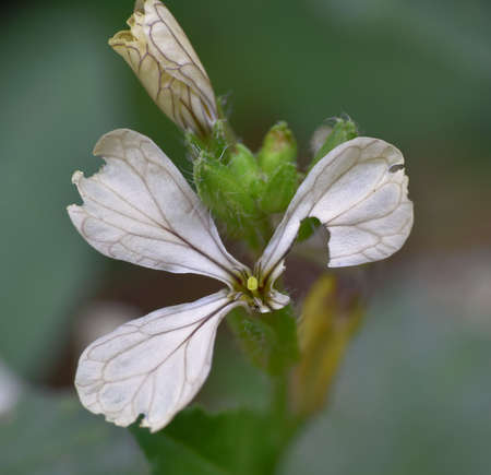 Wild radish flower (Raphanus raphanistrum) with part of its petals eaten by a bug.