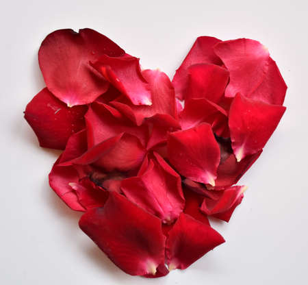 Heart of loose red rose petals on white ground.の写真素材