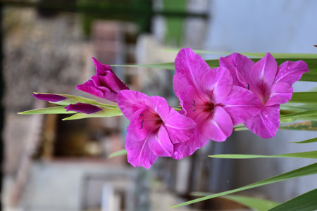 Violet Gladiolus flowers in window box. Munilla, La Rioja.の写真素材