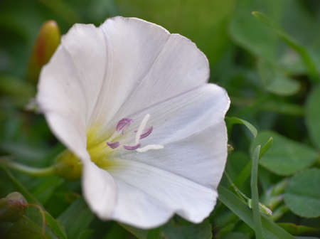 White flower of Convolvulus arvensis. Munilla, La Rioja.