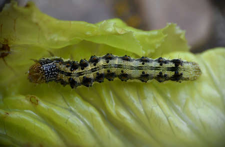 Caterpillar eating lettuce leaf in vegetable garden.の写真素材