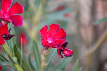 Red flowers of Oleander (Nerium oleander). The Toboso.の写真素材