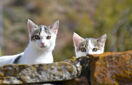 Kittens peeking over stone wall. Rural village.の写真素材