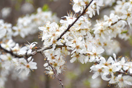 Cherry blossom branches. Cloudy spring day in La Rioja, Spain.