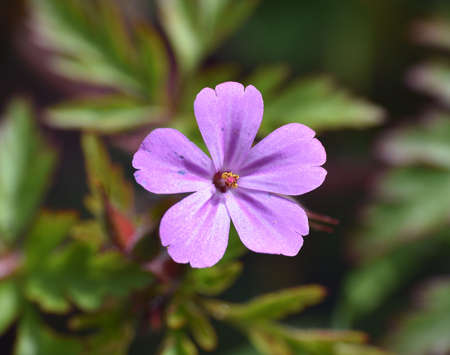 Macro photo of Geranium robertianum flower. With pink and purple petals. Sunny day in Munilla, La...