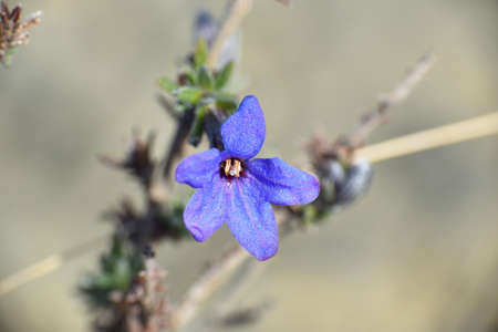 Lithodora fruticosa flower in mountain setting. Intense blue flowers. Peroblasco, La Rioja, Spain.
