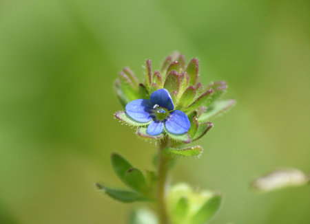 Pale blue flower of Veronica arvensis plant. Located in a grassy field on sunny day, Munilla, La...