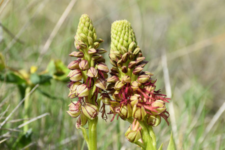 Hanging Man Flower Orchid (Orchis anthropophora). Flowers shaped like the body of a person. Located in Munilla, La Rioja, Spain.の写真素材