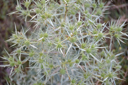 Green and white flowers of Runner thistle (Eryngium campestre). Forest road in the Cidacos Valley. Munilla, La Rioja.の写真素材