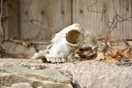 Sheep skull on windowsill of abandoned house, wires, leaves and wooden background. Villarijo village, Soria province, Spain.の写真素材