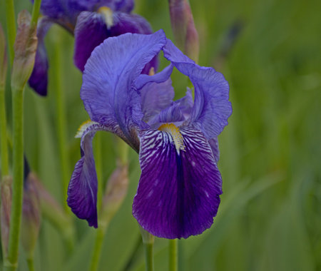 Macro photography of Blue Lily, Iris Germanica. Traditionally grown in gardens, purple and blue...