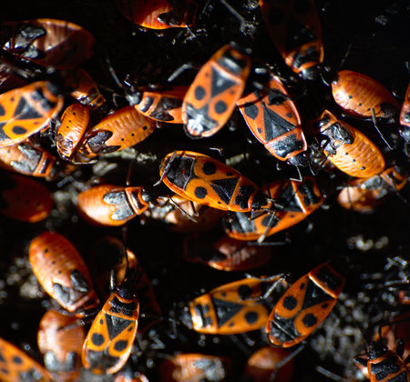 Cobbler insect nest, Pyrrhocoris apterus, a species that can damage crops but is harmless to humans. Insect easily recognizable by its red and black coloration. La Rioja, Spain.の写真素材
