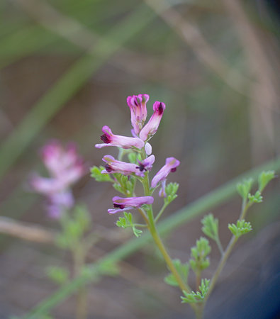 Small flowers of Fumaria officinalis L., Commonly called Blood of Christ. Pink flowers.の写真素材