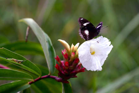 Butterfly on white flowerの写真素材