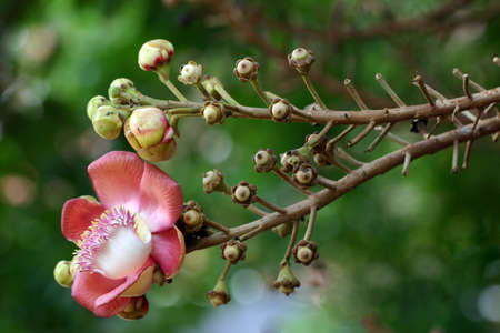 Blossom of Cannon Ball Treeの写真素材