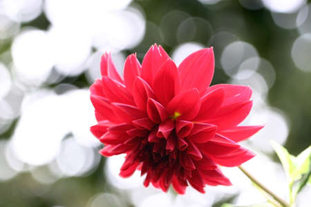 Red Dahliaの写真素材
