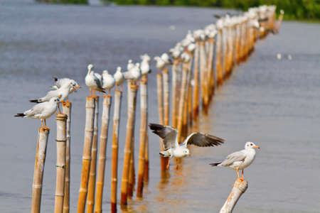 Seagull on bamboo stickの写真素材
