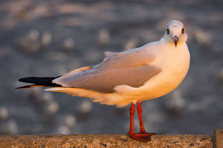 Seagullの写真素材