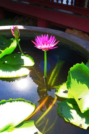 Purple lotus and reflex of sunの写真素材