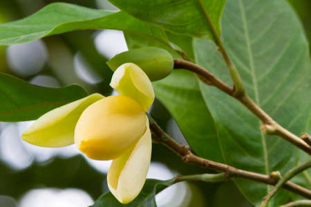 Bud of white magnolia flowerの写真素材