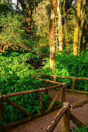Wood walkway with trees on both sidesの写真素材