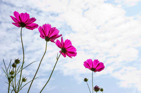 Cosmos flowerの写真素材