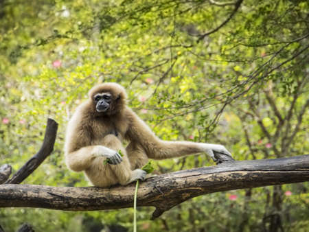 Gibbon sitting on tree