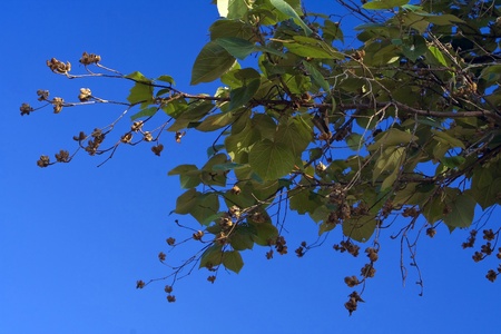 Treetop and blue sky at samed icelandの写真素材